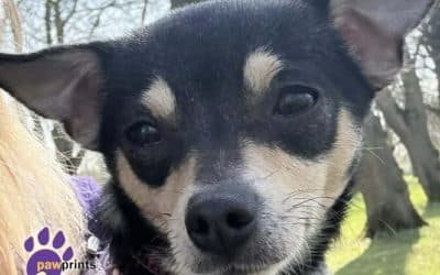 Blossom, a Unknown old female Chihuahua available for adoption from Pawprints Dog Rescue in Warwickshire