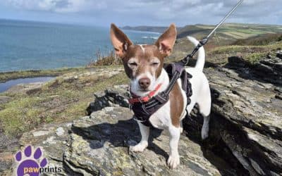 Finn, a 9 years old male Jack Russell Terrier x Chihuahua available for adoption from Pawprints Dog Rescue in Warwickshire