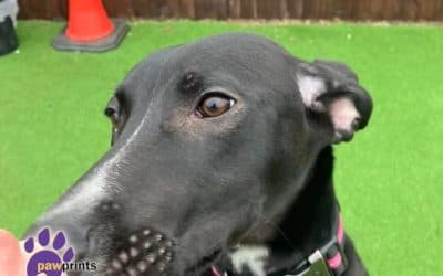 Juliet, a 8 months old female Lurcher available for adoption from Pawprints Dog Rescue in Warwickshire