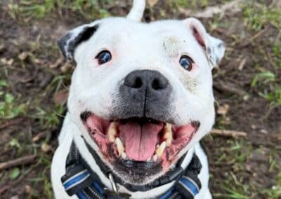 Elwood, a 9 years old male Staffordshire Bull Terrier available for adoption from RSPCA in East Sussex