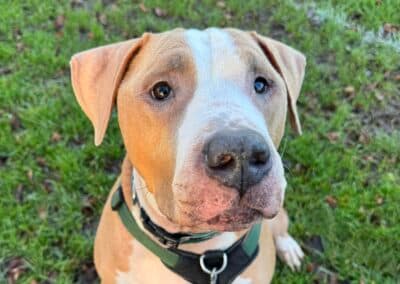 Bison, a 5 years old male American Bulldog available for adoption from RSPCA in East Sussex