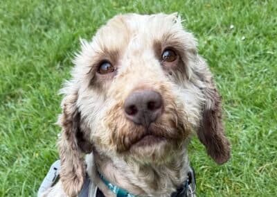 Ducky, a 5 years old female Poodle available for adoption from RSPCA in East Sussex