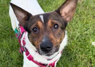 Capri, a 4 years old female Unknown available for adoption from RSPCA in East Sussex