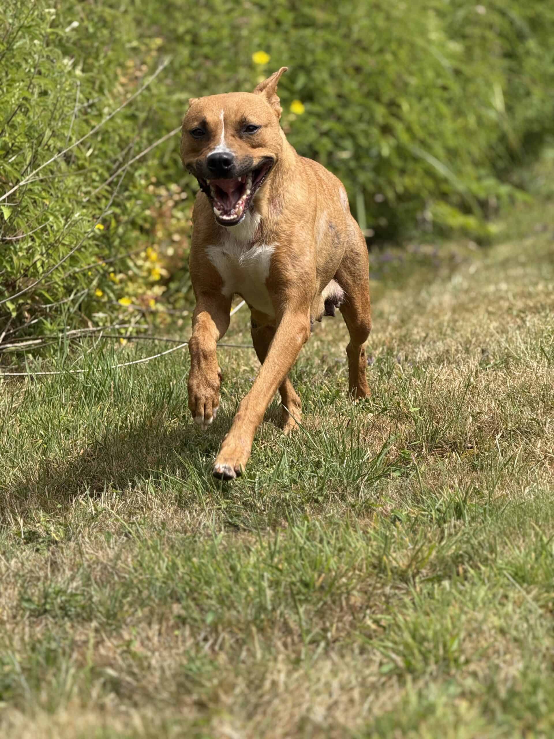 Krissy, a 2 years old female Staffordshire Bull Terrier available for adoption from Rushton Dog Rescue in Langport, Somerset
