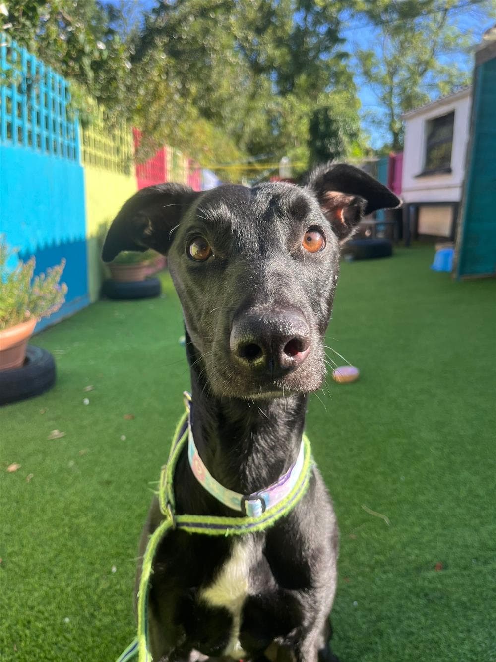 Dax, a 4 years old male Lurcher available for adoption from St Giles Animal Welfare in Somerset