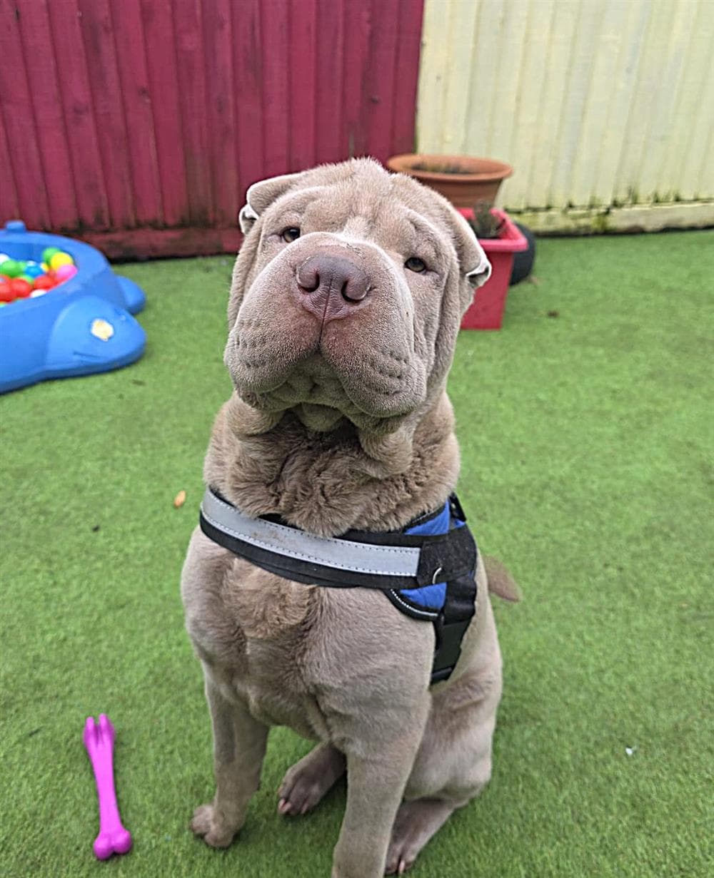 Murphy, a 10 months old male Shar Pei available for adoption from St Giles Animal Welfare in Somerset