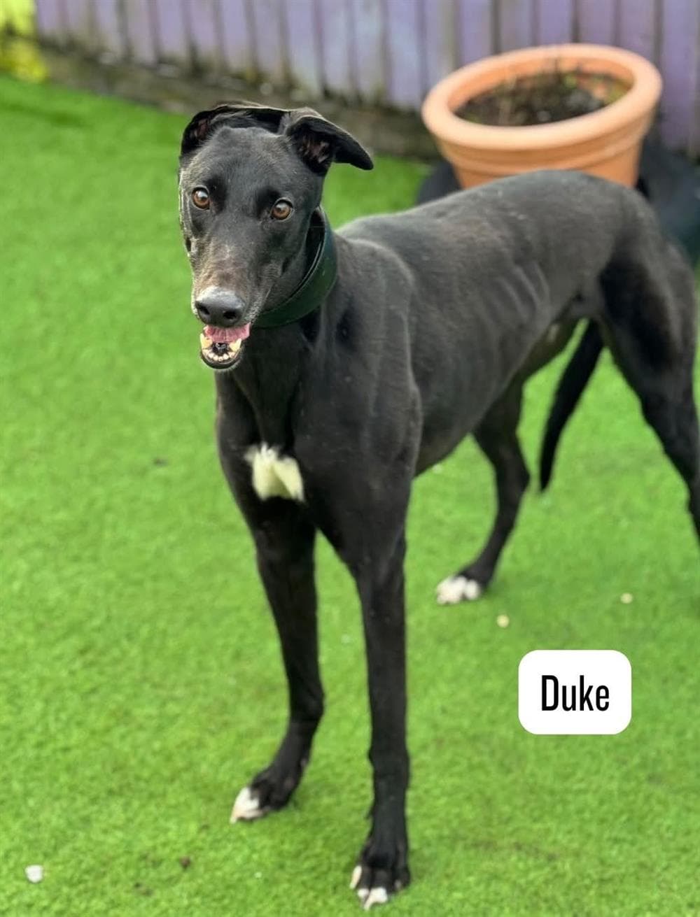 Duke, a 4 years old male Greyhound available for adoption from St Giles Animal Welfare in Somerset