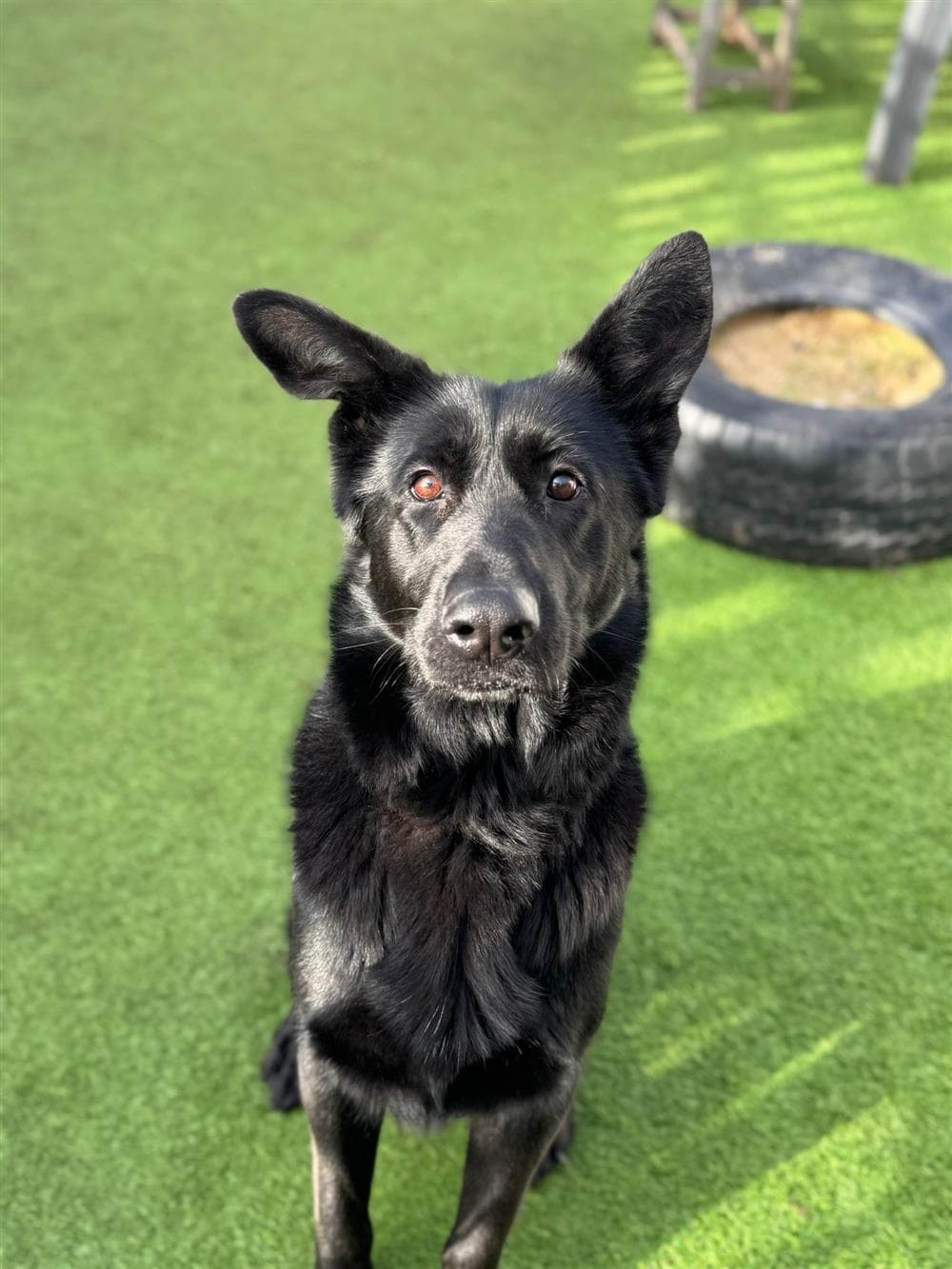 Juliette, a 4 years old female German Shepherd available for adoption from St Giles Animal Welfare in Somerset
