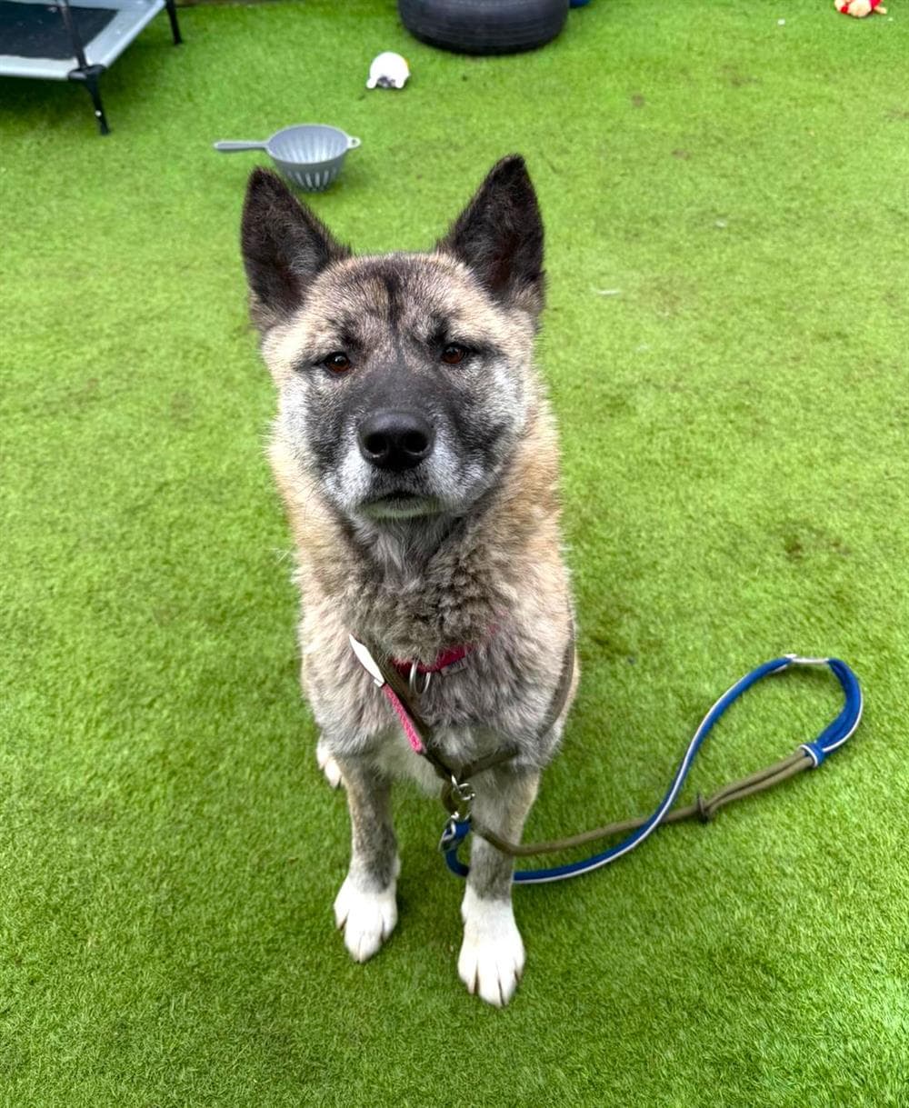 Chantelle, a 3 years old female Akita available for adoption from St Giles Animal Welfare in Somerset