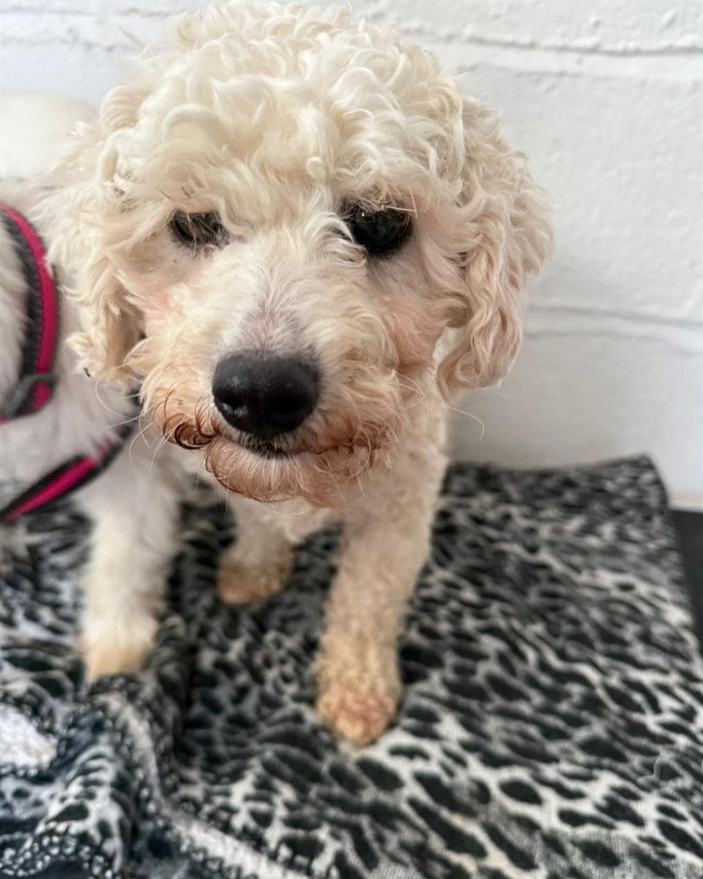 Lamb, a 7 years old female Bichon Frise available for adoption from St Giles Animal Welfare in Somerset
