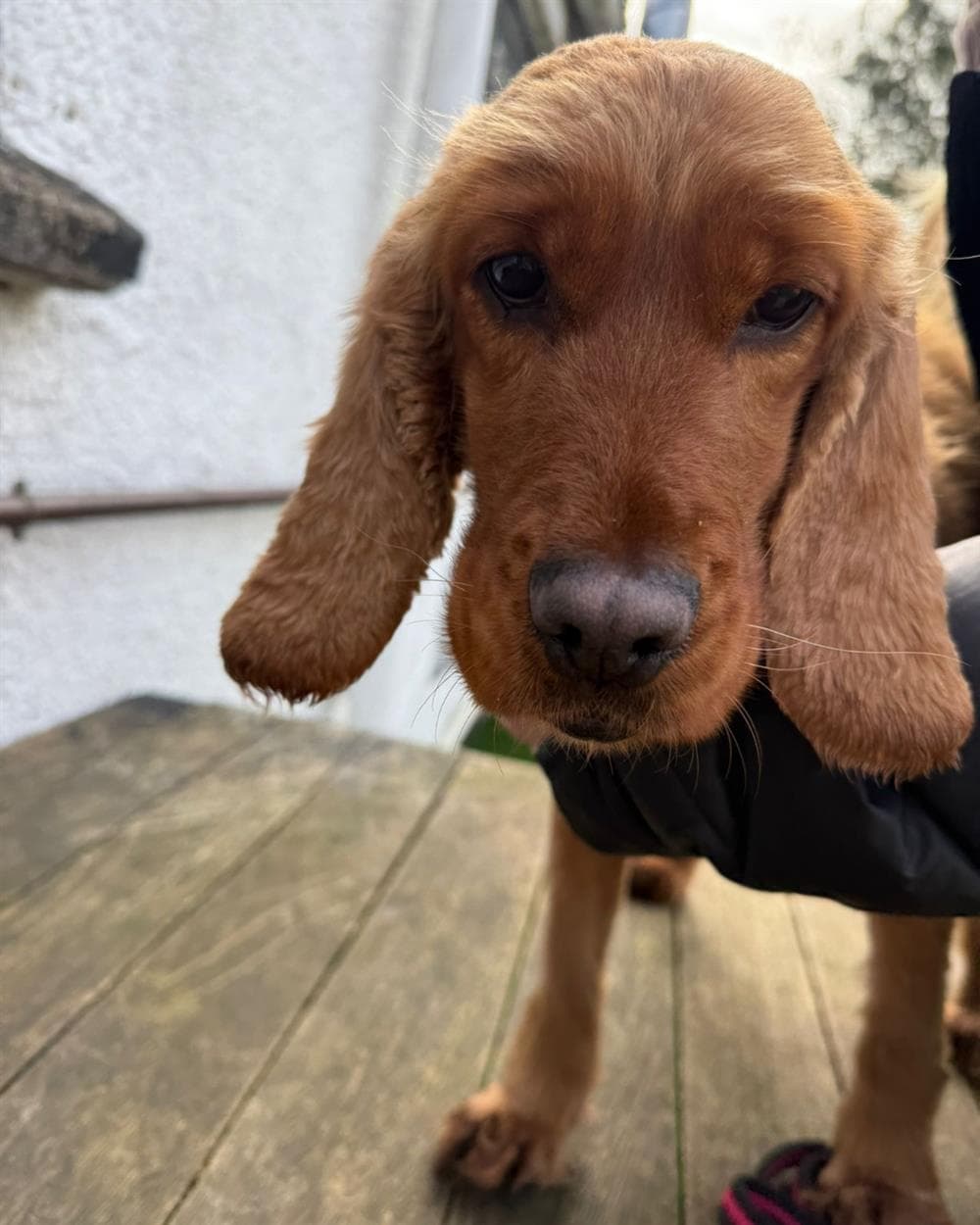 Bee, a 5 years old female Cocker Spaniel available for adoption from St Giles Animal Welfare in Somerset