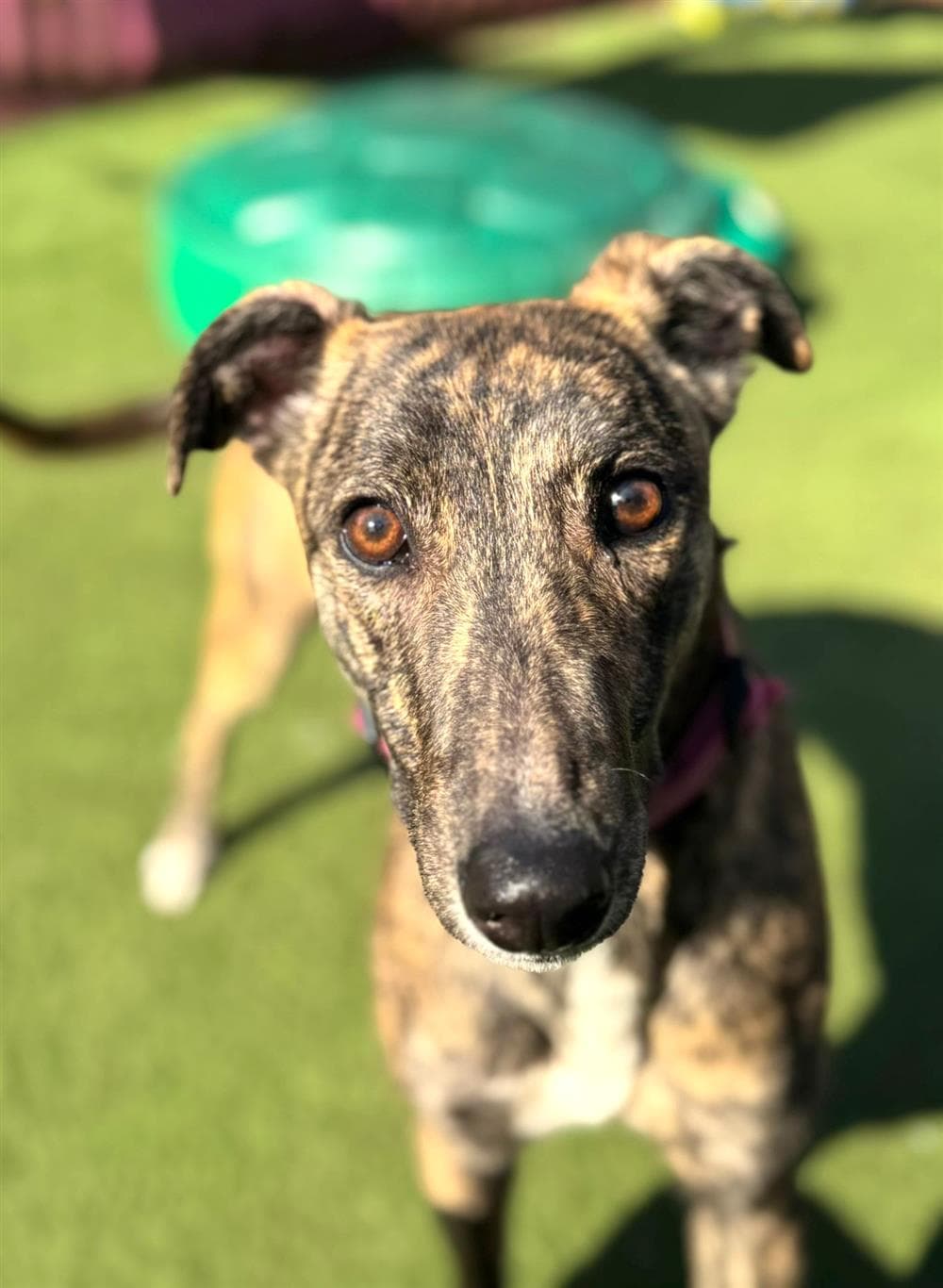 Bovril, a 10 months old female Lurcher available for adoption from St Giles Animal Welfare in Somerset