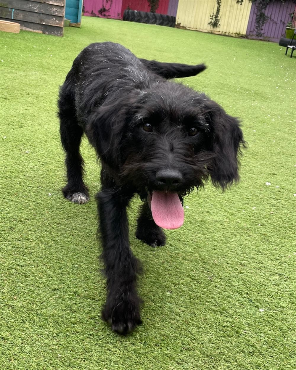 Bill, a 5 months old male Labrador available for adoption from St Giles Animal Welfare in Somerset
