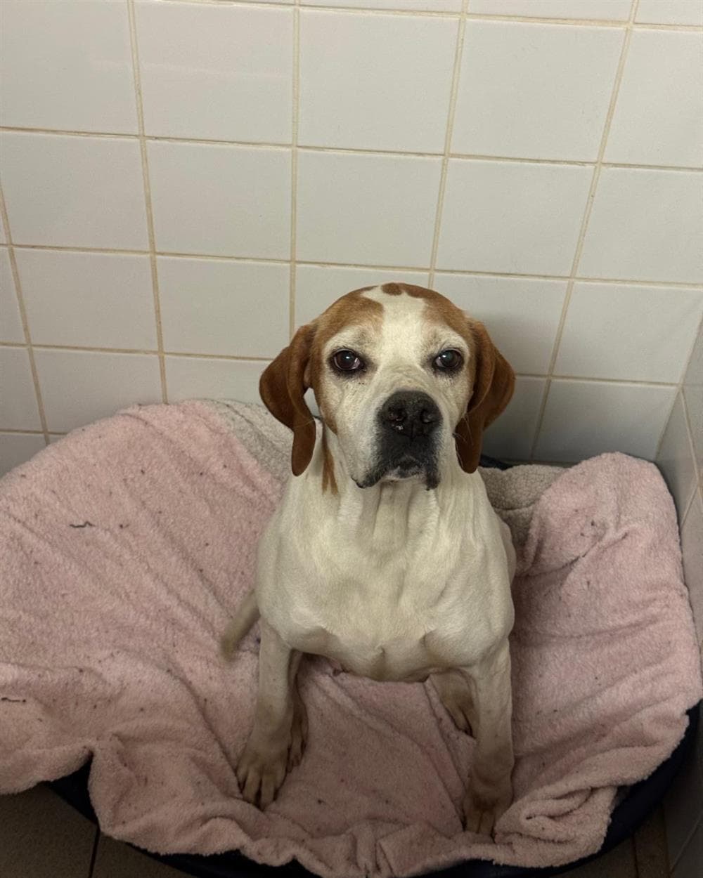 April, a 9 years old female Pointer available for adoption from St Giles Animal Welfare in Somerset