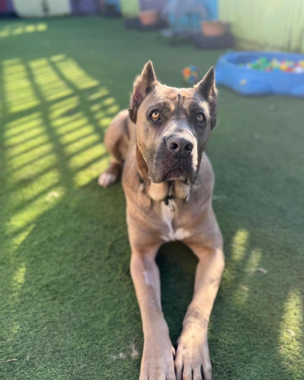 Kaia, a 6 years old female Cane Corso available for adoption from St Giles Animal Welfare in Somerset