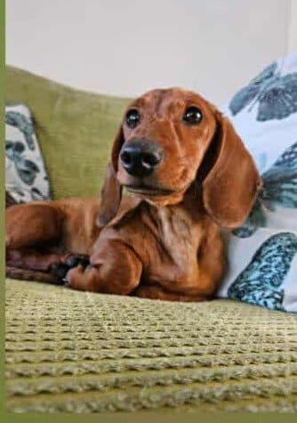 Dilly, a 2 years old male Dachshund available for adoption from The Red Foundation in Cambridgeshire