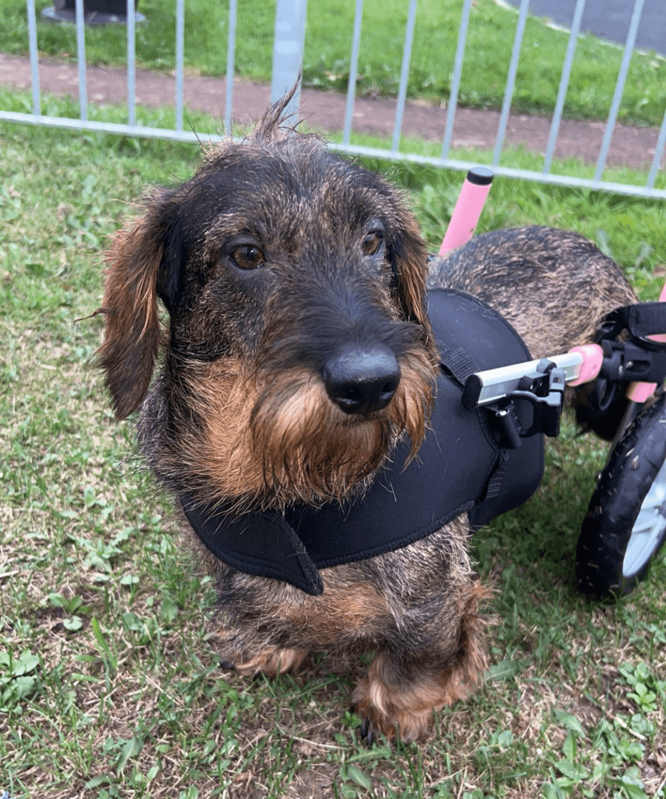 Dotty, a 5 years old female Dachshund available for adoption from The Red Foundation in Cambridgeshire