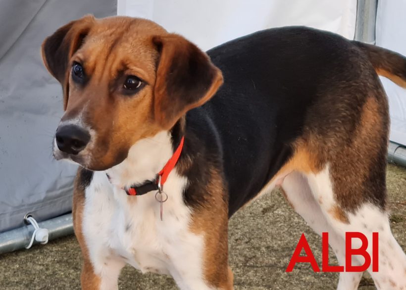 Albi, a 7 years old male Foxhound x Beagle available for adoption from Three Counties Dog Rescue in Lincolnshire