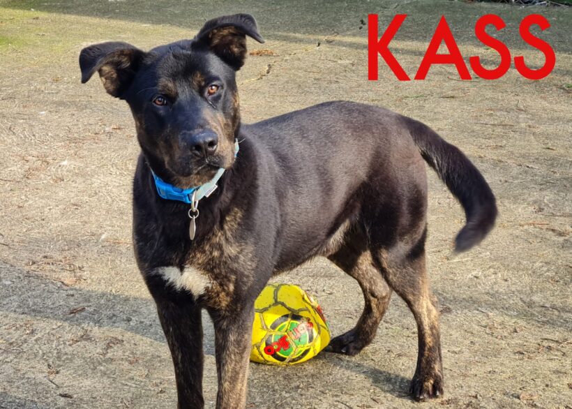 Kass, a 6 years old male Presa Canario x White Swiss Shepherd Dog available for adoption from Three Counties Dog Rescue in Lincolnshire