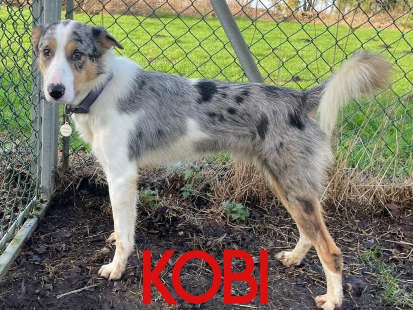 Kobi, a 6 years old male Collie available for adoption from Three Counties Dog Rescue in Lincolnshire