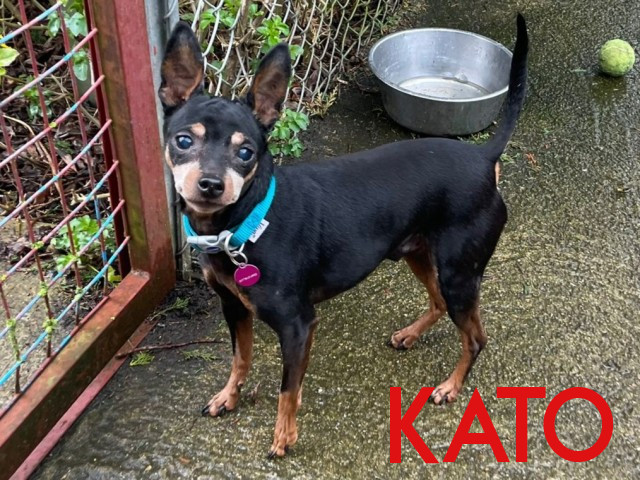 Kato, a 15 years old male Miniature Pinscher available for adoption from Three Counties Dog Rescue in Lincolnshire