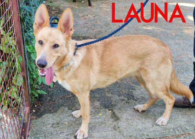 Launa, a 7 years old female German Shepherd x Labrador available for adoption from Three Counties Dog Rescue in Lincolnshire
