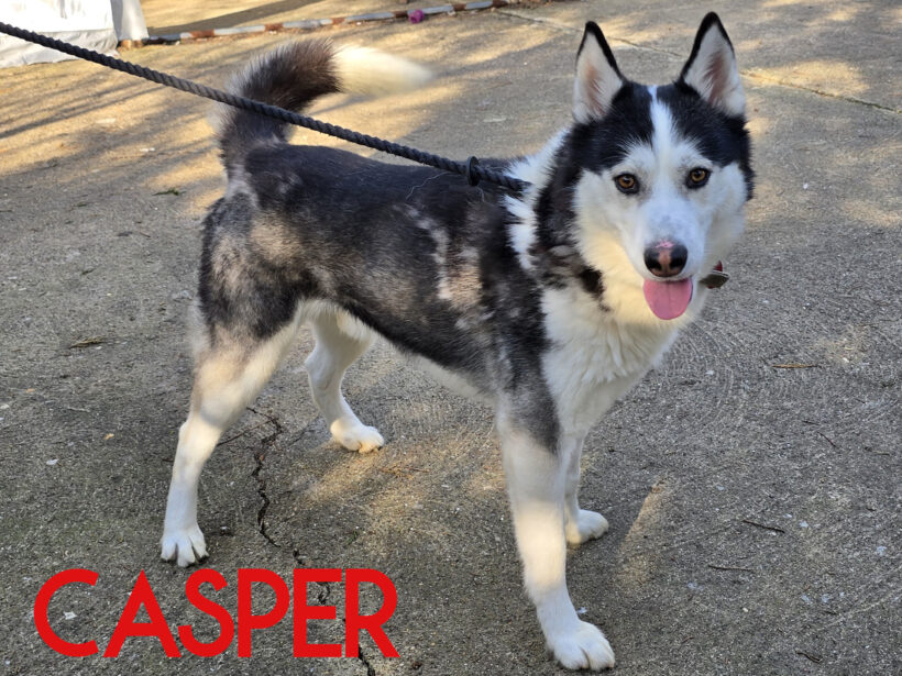 Casper, a 3 years old male Siberian Husky available for adoption from Three Counties Dog Rescue in Lincolnshire