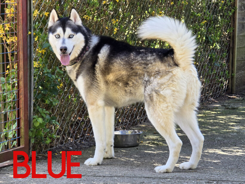 Blue, a 5 years old male Siberian Husky available for adoption from Three Counties Dog Rescue in Lincolnshire