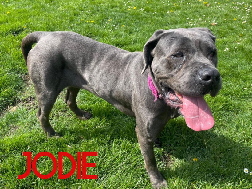 Jodie, a 4 years old female Neapolitan Mastiff available for adoption from Three Counties Dog Rescue in Lincolnshire