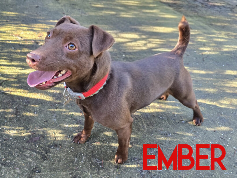 Ember, a 3 years old female Patterdale Terrier available for adoption from Three Counties Dog Rescue in Lincolnshire