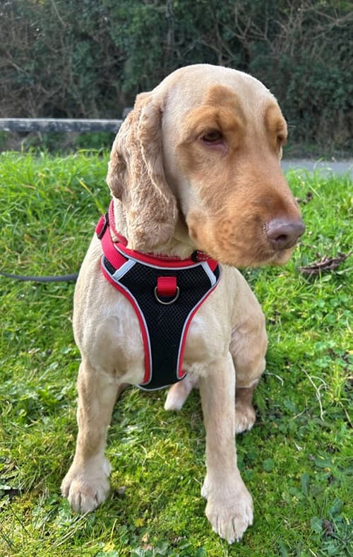 Charlie – Found A Home, a Unknown old unknown Unknown available for adoption from Wadars in East Sussex