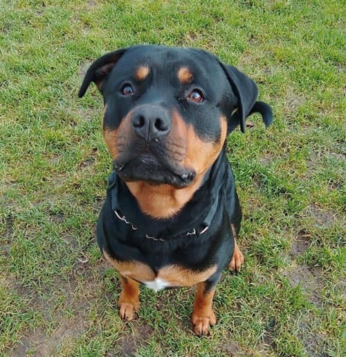 Louie, a 2 years old male Rottweiler available for adoption from Wadars in East Sussex