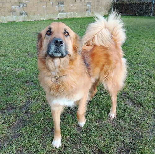 Purdey, a 2 years old female Crossbreed available for adoption from Wadars in East Sussex
