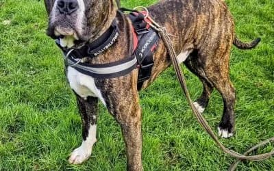Bruce, a 1 year old male Crossbreed available for adoption from Warrington Animal Welfare in Cheshire