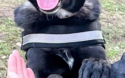 Sally, a 2 years old female German Shepherd available for adoption from Warrington Animal Welfare in Cheshire