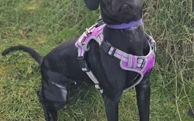 Wynter, a 2 years old female Crossbreed available for adoption from Warrington Animal Welfare in Cheshire