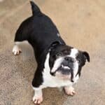 Betty, a Unknown old female Bulldog available for adoption from Almost Home NI in Northern Ireland