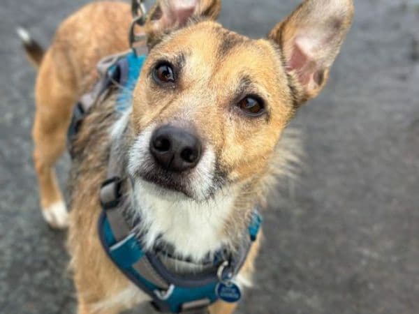 Benji, a 10 years old male Soft Coated Wheaten Terrier available for adoption from Animal Concern Cumbria in Cumbria