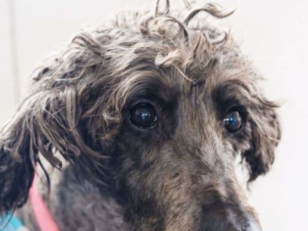 Millie, a 6 years old female Deerhound X Poodle available for adoption from Animal Concern Cumbria in Cumbria