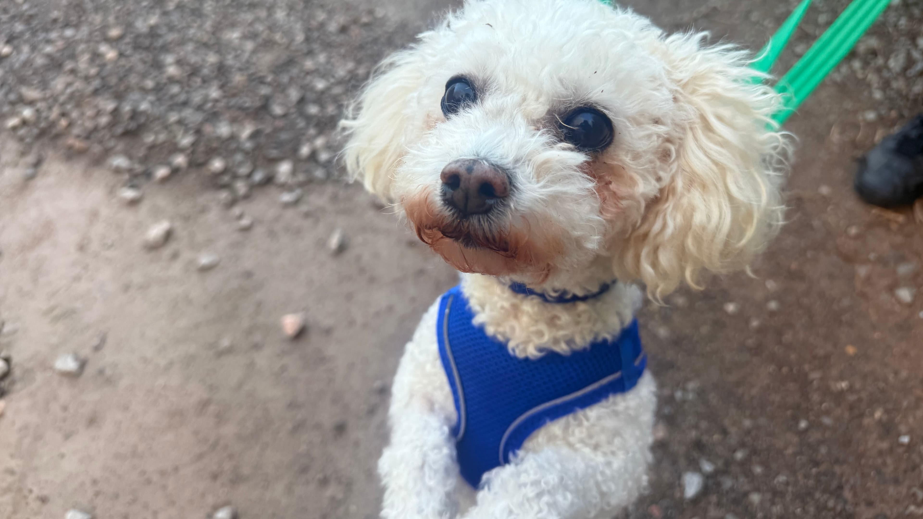 Dolly, a 9 years old female Bichon Frise available for adoption from Battersea Dogs & Cats Home in Nine Elms, Greater London