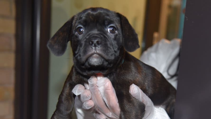Phoebe, a 2 months old female Boston Terrier available for adoption from Battersea Dogs & Cats Home in Nine Elms, Greater London
