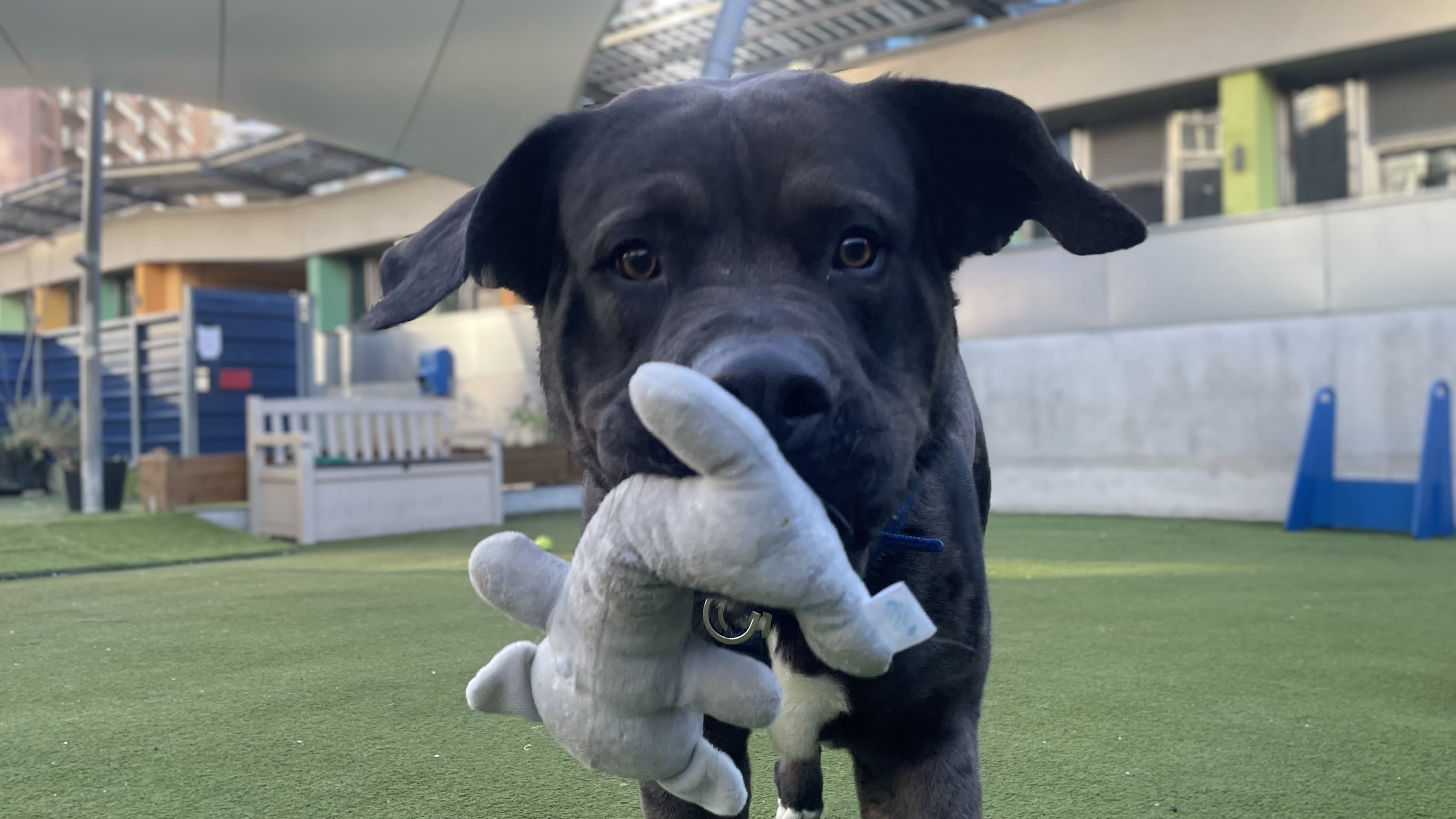 Scooby, a 4 years old male Cane Corso available for adoption from Battersea Dogs & Cats Home in Nine Elms, Greater London