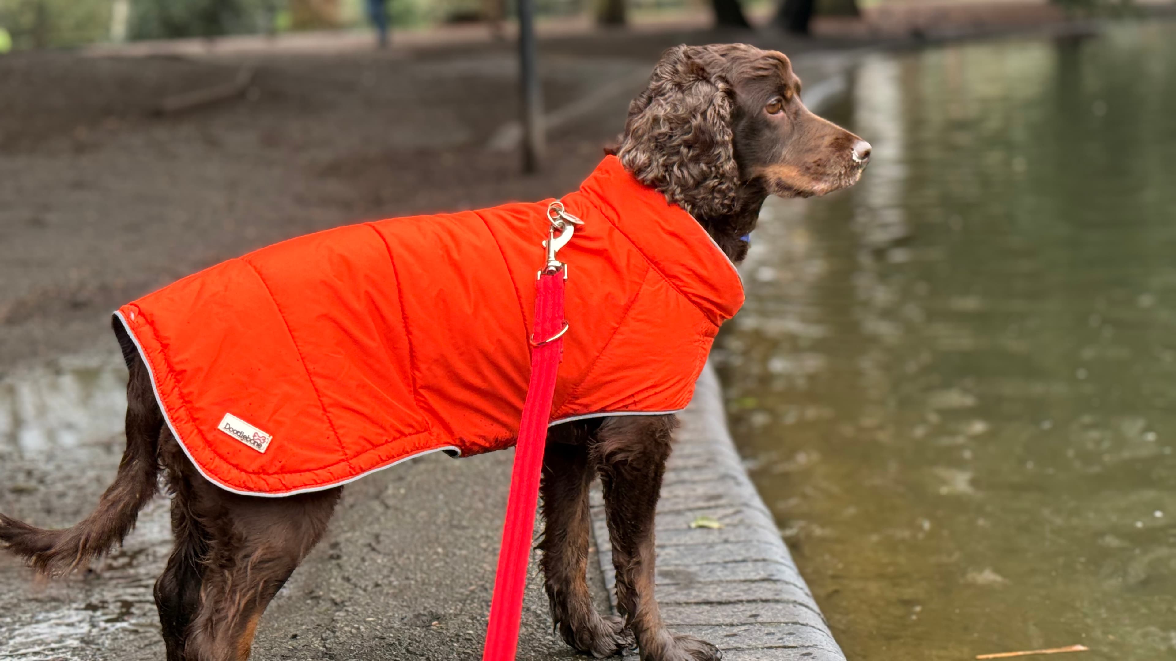 Coco, a 6 years old female Spaniel available for adoption from Battersea Dogs & Cats Home in Nine Elms, Greater London