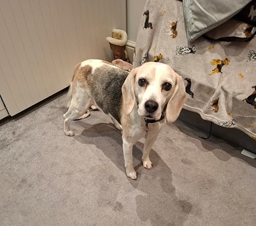 Pippa, a 15 years old female Beagle available for adoption from Beagle Welfare in Staffordshire
