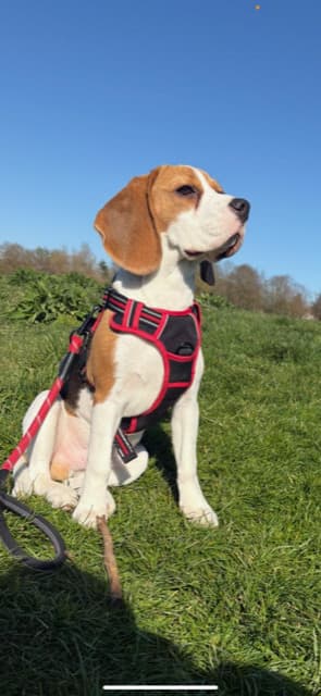 Atlas, a 1 year old male Beagle available for adoption from Beagle Welfare in Staffordshire