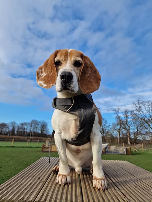 Pongo, a 8 years old male Beagle available for adoption from Beagle Welfare in Staffordshire