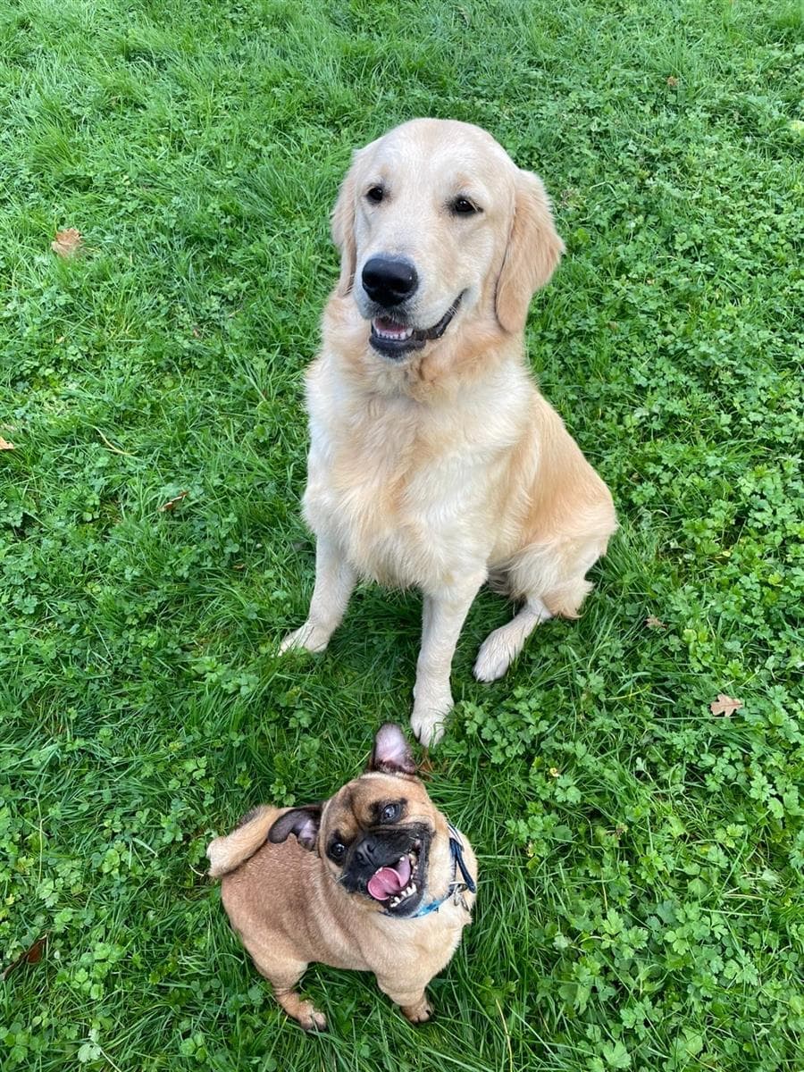 Pugsley (&amp; Murphey), a 7 years old male Pug available for adoption from Blue Cross in Hampshire: Southampton rehoming centre