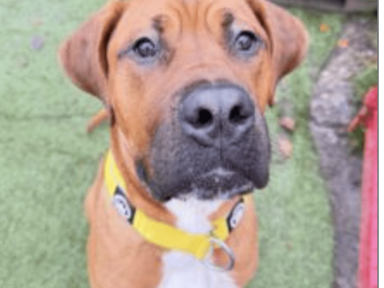 Big Bruno, a 10 months old male Mastiff available for adoption from Cardiff Dogs Home in Wales