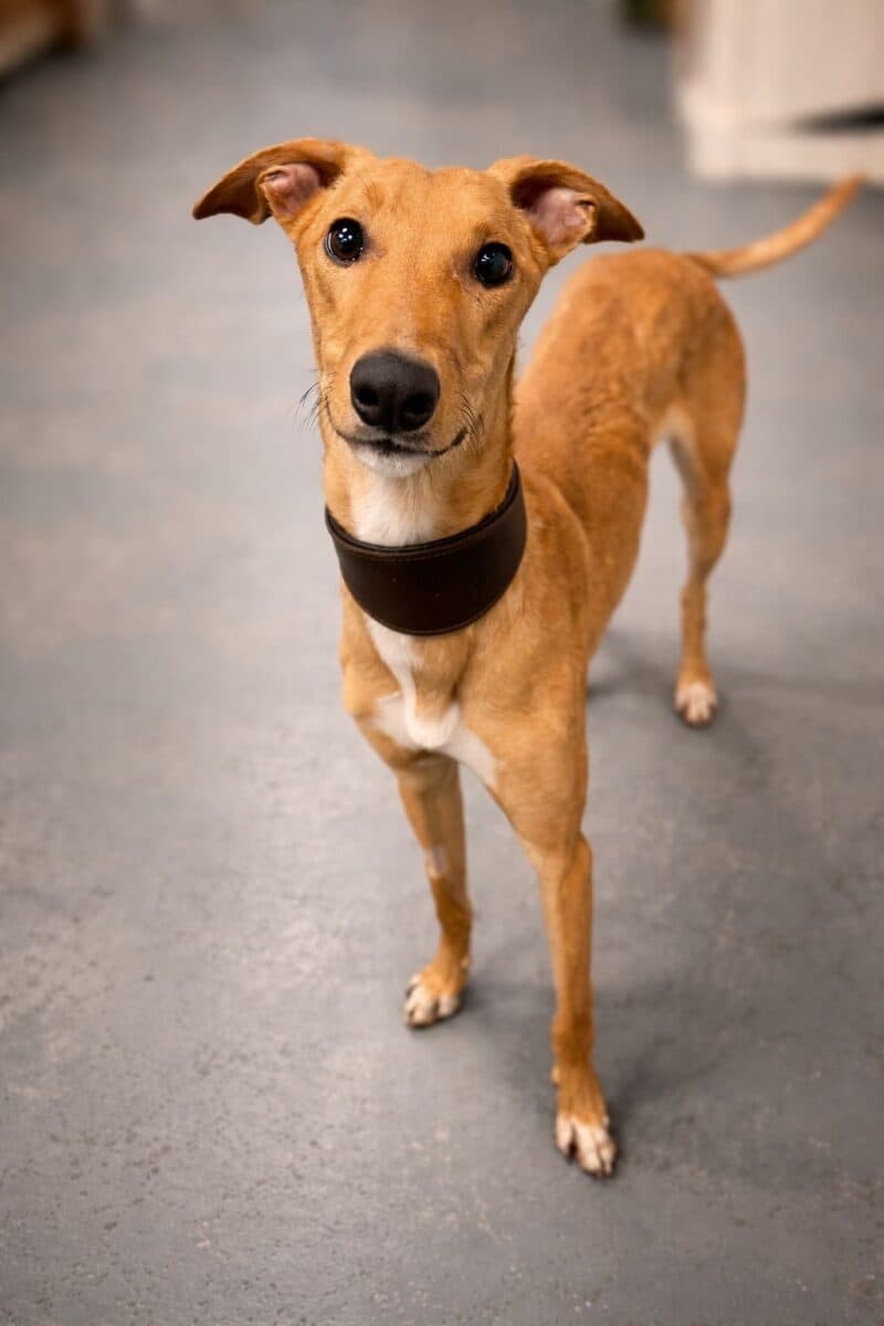 Alan, a 2 years old unknown Unknown available for adoption from Newcastle Dogs & Cats Shelter in Tyne and Wear