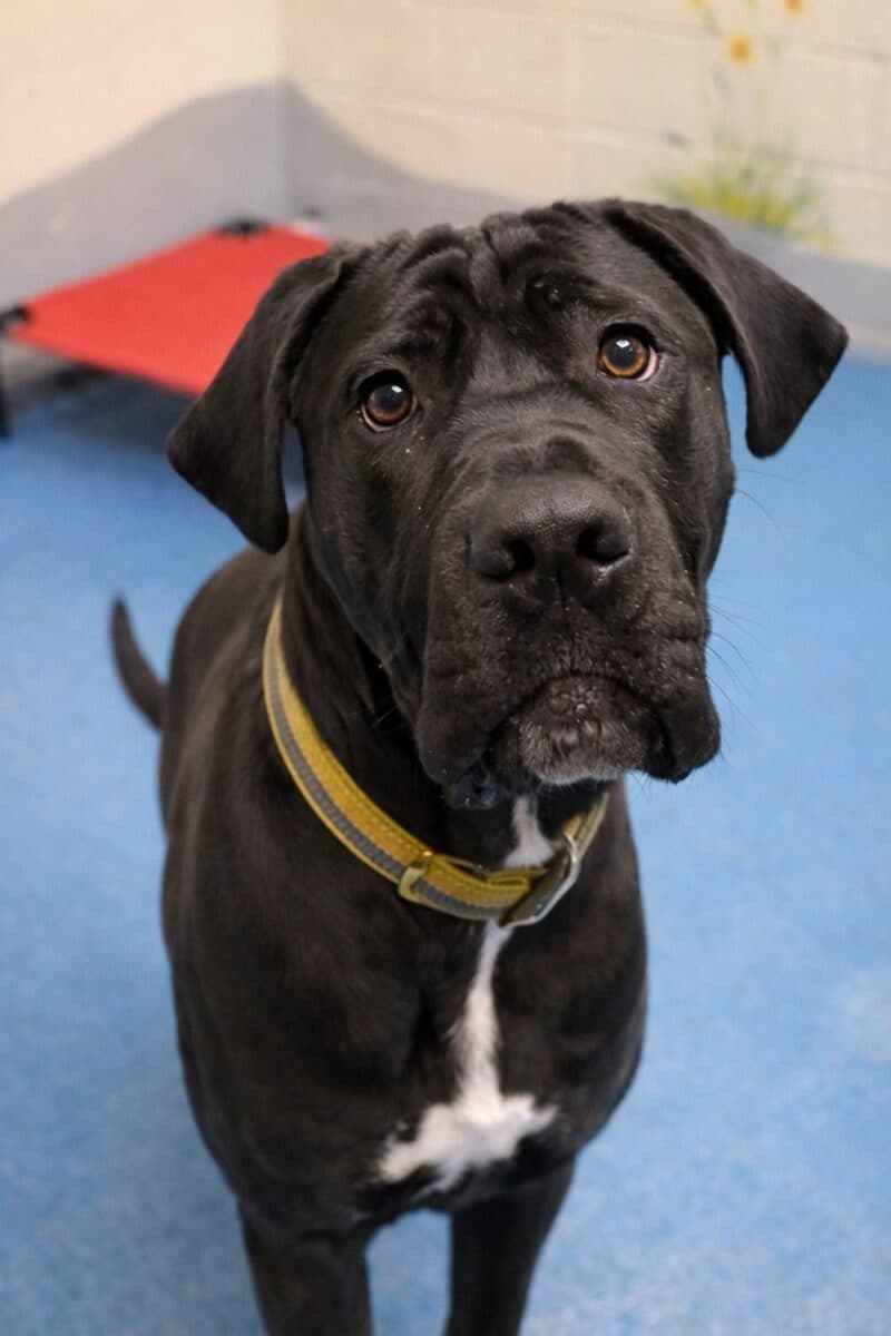 Anton, a Unknown old male Unknown available for adoption from Newcastle Dogs & Cats Shelter in Tyne and Wear